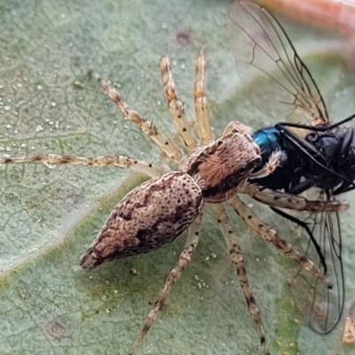 Helpis minitabunda (Threatening jumping spider) at Wanna Wanna Nature Reserve - 21 Jan 2023 by trevorpreston