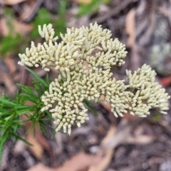 Cassinia aculeata (Common Cassinia) at Wanna Wanna Nature Reserve - 21 Jan 2023 by trevorpreston