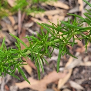 Cassinia aculeata at Carwoola, NSW - 21 Jan 2023