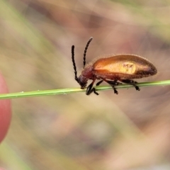 Ecnolagria grandis (Honeybrown beetle) at Carwoola, NSW - 21 Jan 2023 by trevorpreston