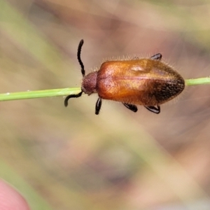 Ecnolagria grandis at Carwoola, NSW - 21 Jan 2023 11:19 AM