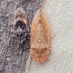 Stenocotis depressa (Leafhopper) at Carwoola, NSW - 21 Jan 2023 by trevorpreston