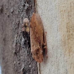 Stenocotis depressa at Carwoola, NSW - 21 Jan 2023 11:14 AM