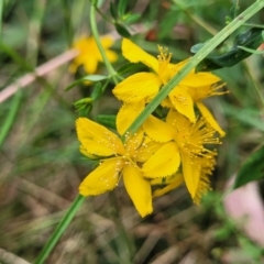 Hypericum perforatum (St John's Wort) at Carwoola, NSW - 21 Jan 2023 by trevorpreston