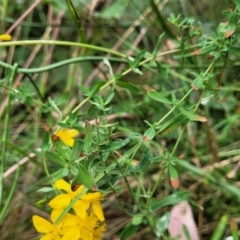 Hypericum perforatum at Carwoola, NSW - 21 Jan 2023 11:12 AM