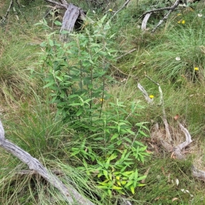 Olearia lirata (Snowy Daisybush) at Wanna Wanna Nature Reserve - 21 Jan 2023 by trevorpreston