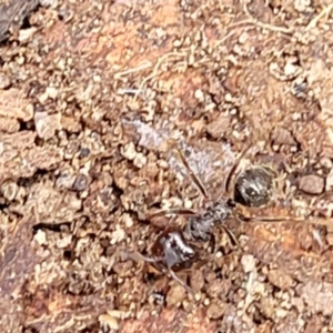 Myrmecorhynchus emeryi at Carwoola, NSW - 21 Jan 2023 11:07 AM