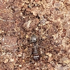 Myrmecorhynchus emeryi at Carwoola, NSW - 21 Jan 2023 11:07 AM