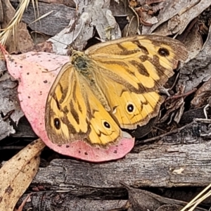 Heteronympha merope at Carwoola, NSW - 21 Jan 2023