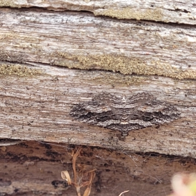 Chrysolarentia severata (Finely-lined Carpet) at Carwoola, NSW - 21 Jan 2023 by trevorpreston