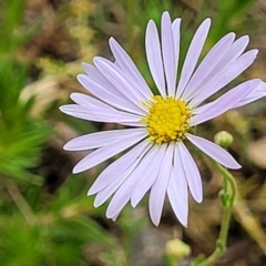 Brachyscome rigidula (Hairy Cut-leaf Daisy) at Carwoola, NSW - 21 Jan 2023 by trevorpreston