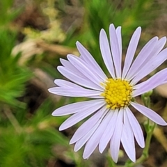 Brachyscome rigidula at Carwoola, NSW - 21 Jan 2023