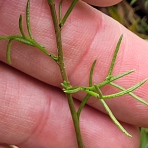 Brachyscome rigidula at Carwoola, NSW - 21 Jan 2023