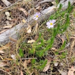 Brachyscome rigidula at Carwoola, NSW - 21 Jan 2023