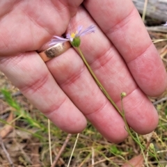 Brachyscome rigidula at Carwoola, NSW - 21 Jan 2023