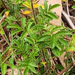 Acaena novae-zelandiae at Carwoola, NSW - 21 Jan 2023