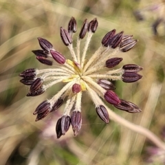 Oreomyrrhis eriopoda (Australian Carraway) at Carwoola, NSW - 21 Jan 2023 by trevorpreston