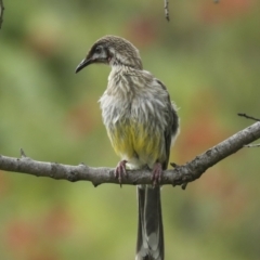 Anthochaera carunculata (Red Wattlebird) at Higgins, ACT - 2 Dec 2022 by AlisonMilton