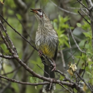 Anthochaera carunculata at Higgins, ACT - 2 Dec 2022