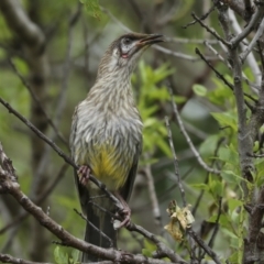 Anthochaera carunculata at Higgins, ACT - 2 Dec 2022