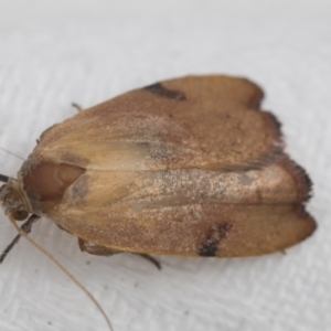 Tortricopsis uncinella at Higgins, ACT - 19 Nov 2022