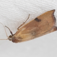 Tortricopsis uncinella at Higgins, ACT - 19 Nov 2022