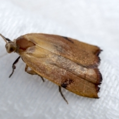 Tortricopsis uncinella at Higgins, ACT - 19 Nov 2022