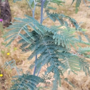 Acacia dealbata at Carwoola, NSW - 21 Jan 2023