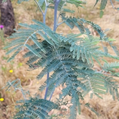 Acacia dealbata (Silver Wattle) at Wanna Wanna Nature Reserve - 20 Jan 2023 by trevorpreston