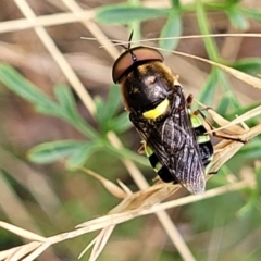 Odontomyia hunteri (Soldier fly) at Carwoola, NSW - 20 Jan 2023 by trevorpreston