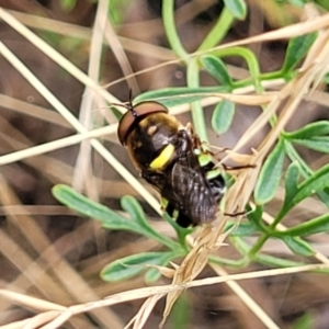 Odontomyia hunteri at Carwoola, NSW - 21 Jan 2023 10:57 AM