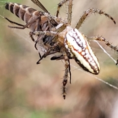 Plebs bradleyi (Enamelled spider) at Carwoola, NSW - 21 Jan 2023 by trevorpreston