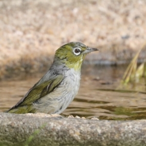 Zosterops lateralis at Higgins, ACT - 27 Nov 2022