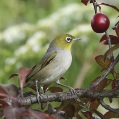 Zosterops lateralis at Higgins, ACT - 27 Nov 2022