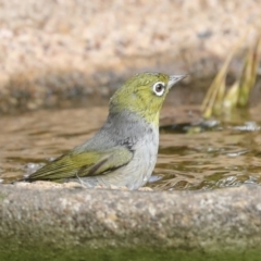 Zosterops lateralis at Higgins, ACT - 27 Nov 2022