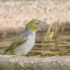 Zosterops lateralis at Higgins, ACT - 27 Nov 2022