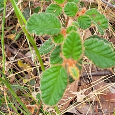 Pomaderris sp. at Carwoola, NSW - 21 Jan 2023 by trevorpreston