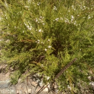 Kunzea ericoides at Binjura, NSW - 21 Jan 2023