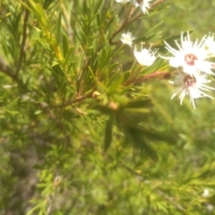 Kunzea ericoides at Binjura, NSW - 21 Jan 2023