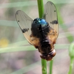 Lamprogaster sp. (genus) (A signal fly) at Carwoola, NSW - 21 Jan 2023 by trevorpreston