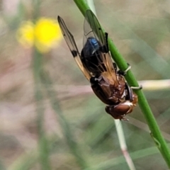 Lamprogaster sp. (genus) at Carwoola, NSW - 21 Jan 2023 10:54 AM