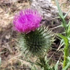 Cirsium vulgare (Spear Thistle) at Carwoola, NSW - 20 Jan 2023 by trevorpreston