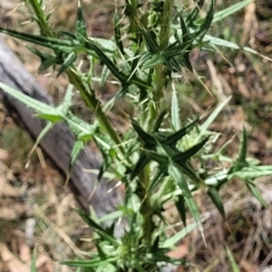 Cirsium vulgare at Carwoola, NSW - 21 Jan 2023 10:53 AM