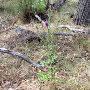 Cirsium vulgare at Carwoola, NSW - 21 Jan 2023 10:53 AM