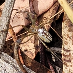 Leucauge dromedaria (Silver dromedary spider) at Carwoola, NSW - 21 Jan 2023 by trevorpreston