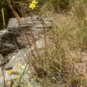 Bulbine glauca at Binjura, NSW - 21 Jan 2023 03:05 PM