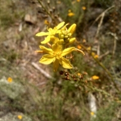 Bulbine glauca at Binjura, NSW - 21 Jan 2023 03:05 PM