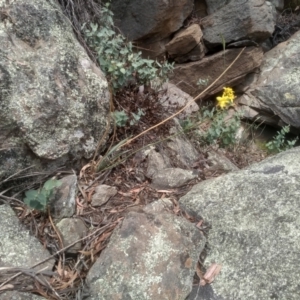 Bulbine glauca at Binjura, NSW - 21 Jan 2023 03:05 PM