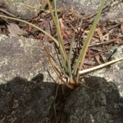 Bulbine glauca at Binjura, NSW - 21 Jan 2023 03:05 PM