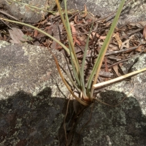 Bulbine glauca at Binjura, NSW - 21 Jan 2023 03:05 PM